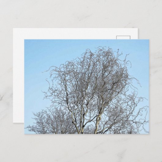 Schets boomvertakkingen briefkaart (Voorkant / Achterkant)