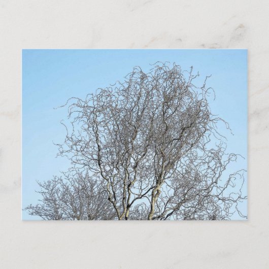 Schets boomvertakkingen briefkaart (Voorkant)