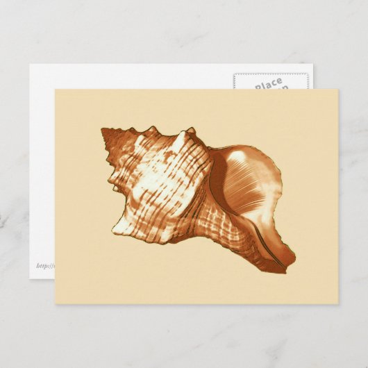 Schets van de schelp van de kegel - bruin, wit en  briefkaart (Voorkant / Achterkant)