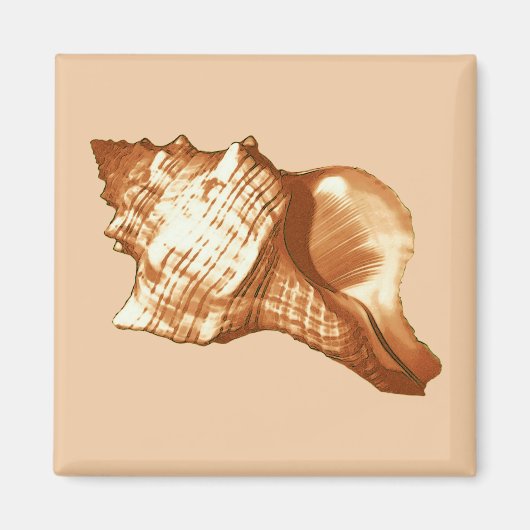 Schets van de schelp van de kegel - bruin, wit en  magneet (Voorkant)