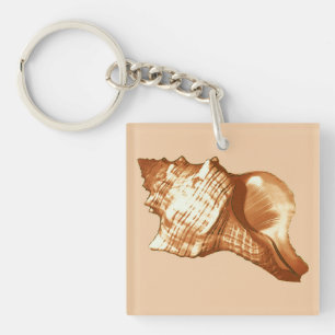 Schets van de schelp van de kegel - bruin, wit en sleutelhanger