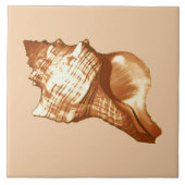 Schets van de schelp van de kegel - bruin, wit en  tegeltje (Voorkant)