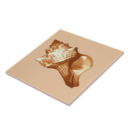 Schets van de schelp van de kegel - bruin, wit en  tegeltje (Zijkant)