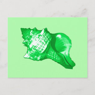 Schets van de schelp van de kegel - smaragd en kal briefkaart