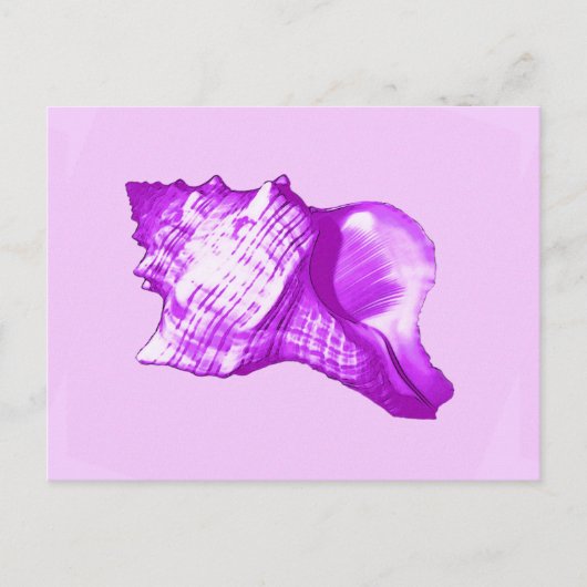 Schets van de schelp van de kegel - violet, wit en briefkaart (Voorkant)