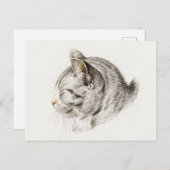 Schets van een kat met een roze neus briefkaart (Voorkant / Achterkant)