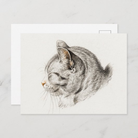 Schets van een kat met een roze neus briefkaart (Voorkant / Achterkant)