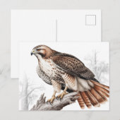 Schets van een roodstaartbuizerd briefkaart (Voorkant / Achterkant)