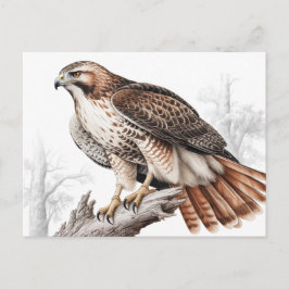 Schets van een roodstaartbuizerd briefkaart