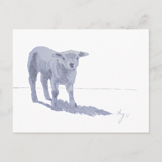 Schets van pasgeboren lamspotlood briefkaart (Voorkant)