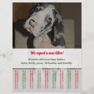 Scheur Off Flyer Puppy verkoopt rood groen 