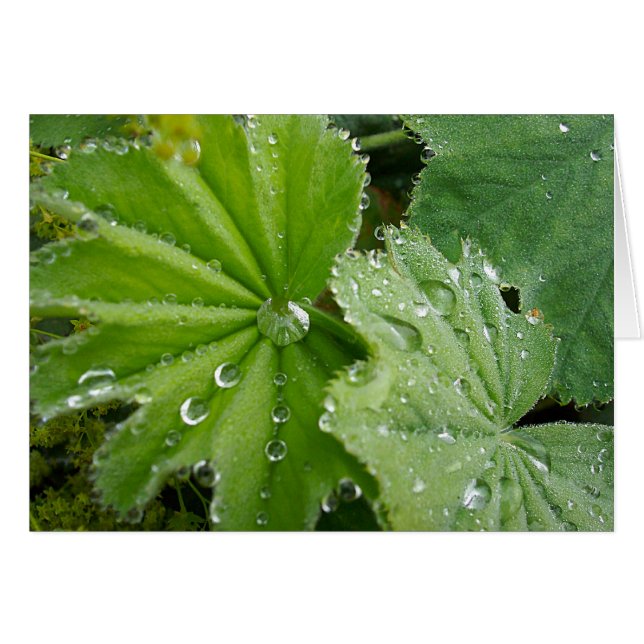 Scheur van de Natuur (Voorkant Horizontaal)