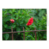 Scheve tuinbloem (Voorkant Horizontaal)