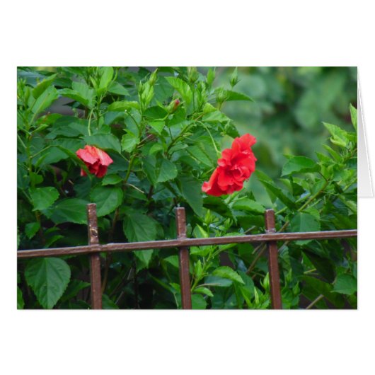 Scheve tuinbloem (Voorkant Horizontaal)