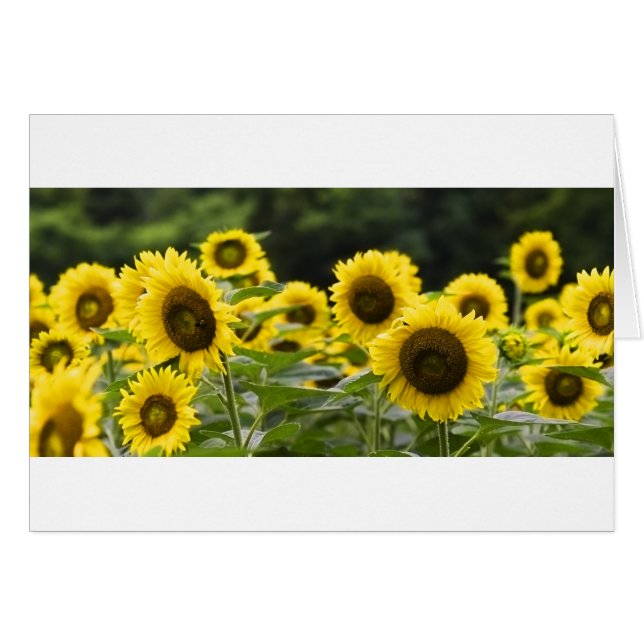 Schijnvlakken (Voorkant Horizontaal)