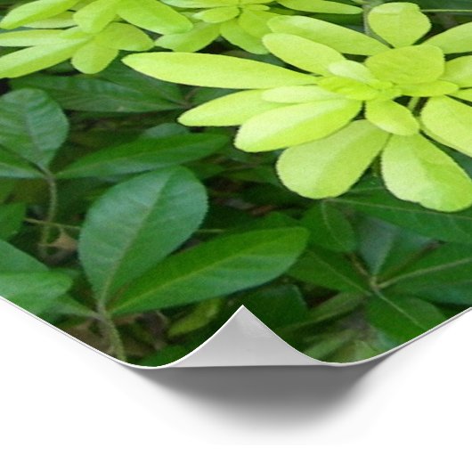 Schijnwerper Poster (Hoek)