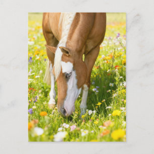 Schilder paard in de weide met wilde bloemen  briefkaart