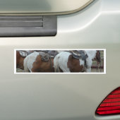Schilder Paardenstaart Bumpersticker (Op auto)