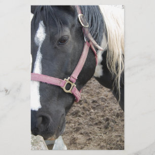 Schilder Pinto Paard Briefpapier