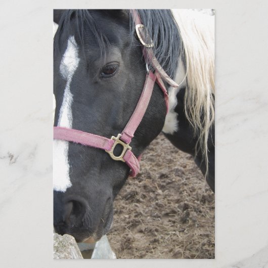 Schilder Pinto Paard Briefpapier (Voorkant)