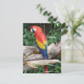 Schilderachtig Scarlet Macaw Briefkaart (Staand voorkant)
