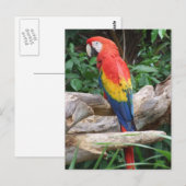 Schilderachtig Scarlet Macaw Briefkaart (Voorkant / Achterkant)