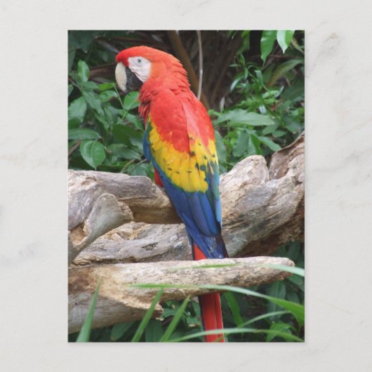 Schilderachtig Scarlet Macaw Briefkaart (Voorkant)