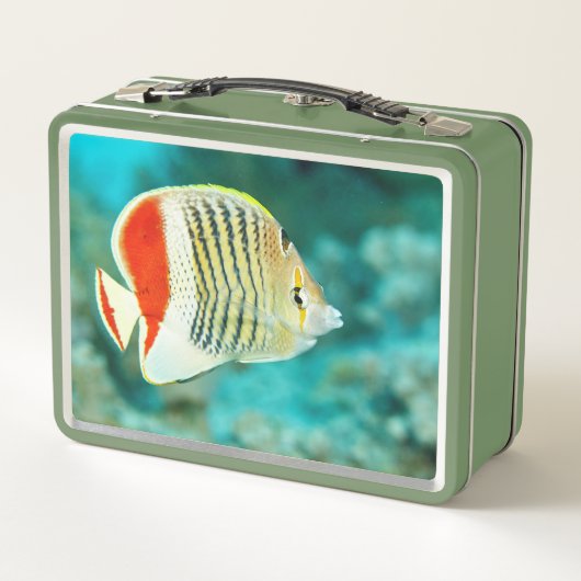 Schilderachtig Uitzicht onderwater vis in het Rode (Achterkant)