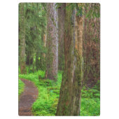 Schilderachtig van oud groeibos klembord (Achterkant)