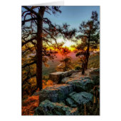 Schilderachtig zonnestelsel/pijnbomen / Mogollon R (Voorkant)