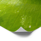 Schilderachtige groene bladerenposter poster (Hoek)