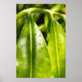 Schilderachtige groene bladerenposter poster (Voorkant)