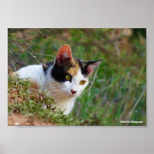Schilderachtige Kat op Rooftocht Poster (Voorkant)