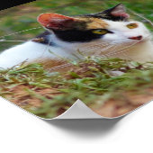 Schilderachtige Kat op Rooftocht Poster (Hoek)