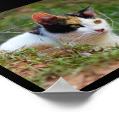 Schilderachtige Kat op Rooftocht Poster (Hoek)