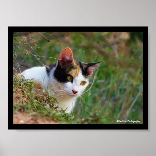 Schilderachtige Kat op Rooftocht Poster (Voorkant)