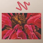 Schilderachtige levendige rode bijenriem bloem clo tissuepapier