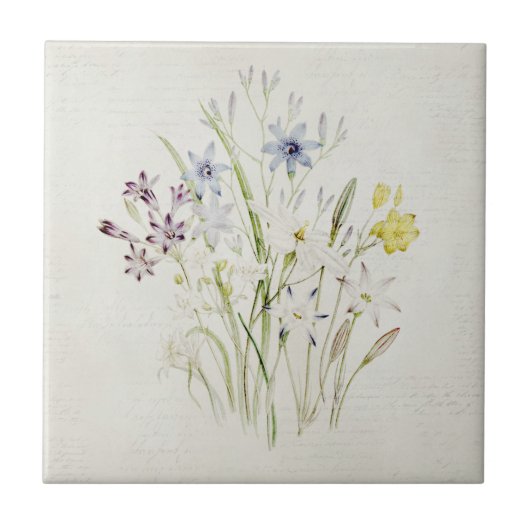 Schilderd conanthera-aanjager Bouquet  script Tegeltje (Voorkant)