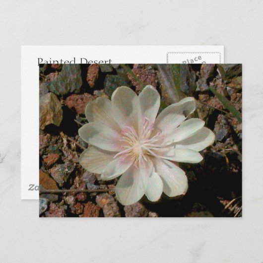 Schilderd woestijnventiel briefkaart (Voorkant / Achterkant)
