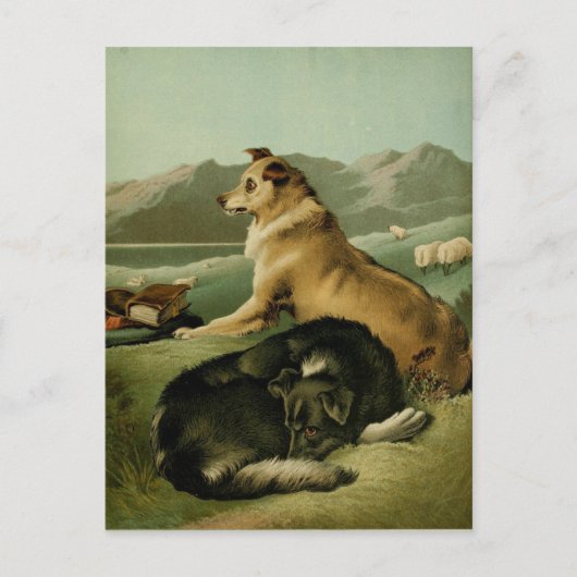  schilderen: Collie Dogs Briefkaart (Voorkant)