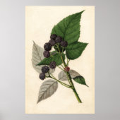  schilderen van Blackberries Poster (Voorkant)