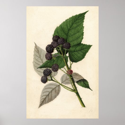  schilderen van Blackberries Poster (Voorkant)