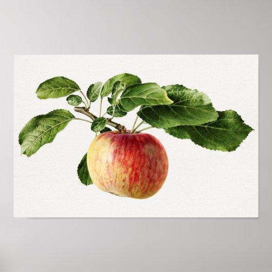 schilderen van de Waterverf van appelfruit Poster (Voorkant)
