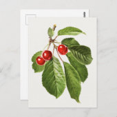  schilderen van de Waterverf van kerriekfruit Briefkaart (Voorkant / Achterkant)