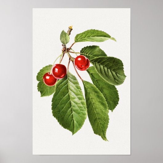 schilderen van de Waterverf van kerriekfruit Poster (Voorkant)