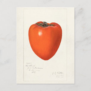 schilderen van de Waterverf van Persimmon-fruit Briefkaart