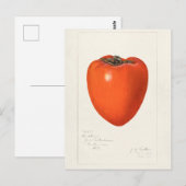 schilderen van de Waterverf van Persimmon-fruit Briefkaart (Voorkant / Achterkant)