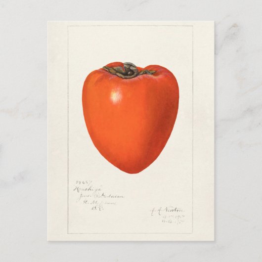 schilderen van de Waterverf van Persimmon-fruit Briefkaart (Voorkant)
