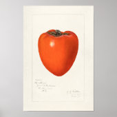  schilderen van de Waterverf van Persimmon-fruit Poster (Voorkant)