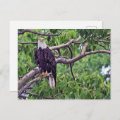 Schilderen van een Bald Eagle Briefkaart (Voorkant / Achterkant)